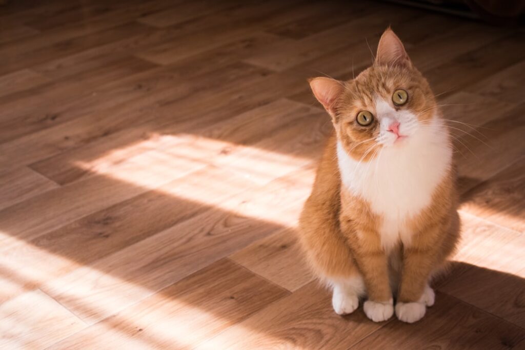 Indoor cat in a home room illustrating floor space and placement considerations for an automatic litter box